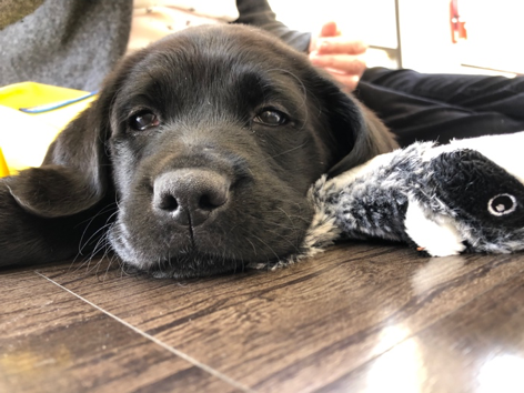 Tootsie - FRN's new service animal in training